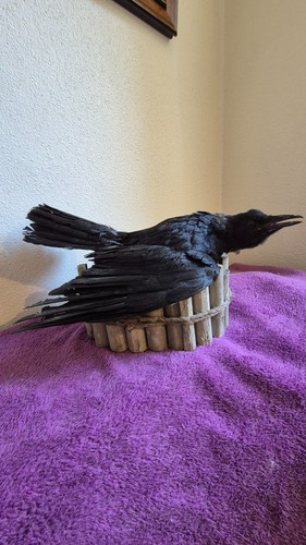 Taxidermie oiseau - taxidermie,