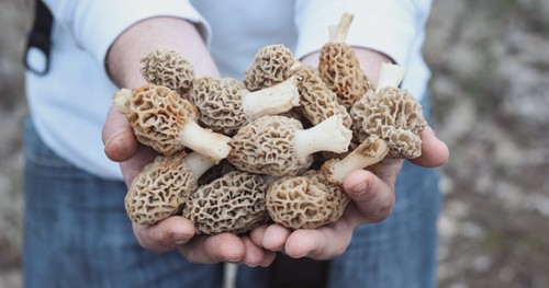 Morel mushroom spores - morel, in
