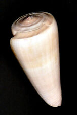 Conus Kintoki ""Albinos"" 64mm