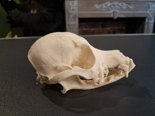 Crâne skull 1004 - crâne,