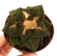 Ariocarpus cv. GODZILLA x HINTONI GRAFTED - Cactus pierre vivante | Faux peyotl