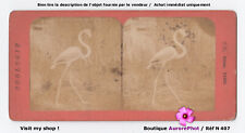 FLAMANT ROUGE, FLAMANT DES CARAÏBES, ZOOLOGIE, OISEAU, ANIMAL, STÉRÉO -N407