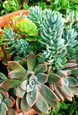 Lot Succulentes & Plantes