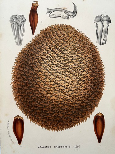 Araucaria brasiliensis pin - araucaria,