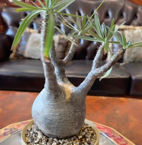 Rare plant cacti pachypodium - rare,