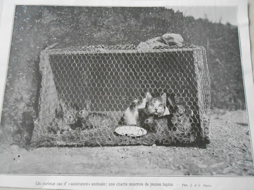 Une chatte nourrice jeunes - chatte, de
