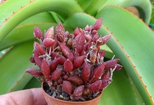 ADROMISCHUS ANTIDORCATUM RED