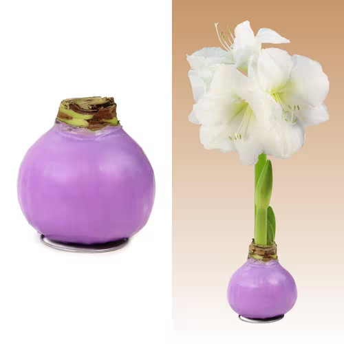 Pastel purple waxed white - purple,