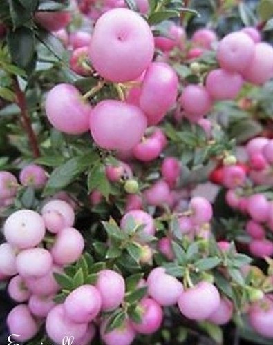 Symphorine perles roses - ♫,