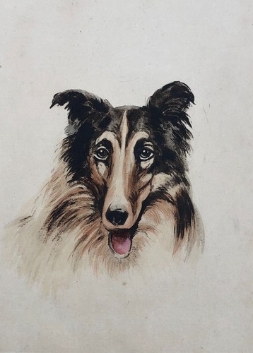 Portrait chien colley - de,