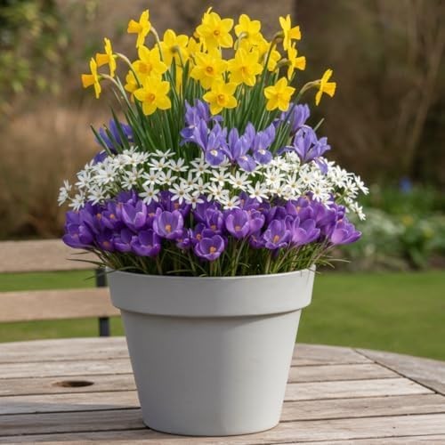 Bulbes printemps mix - printemps,