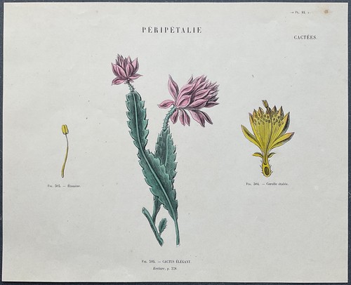 Herbier cactus élégant - herbier,
