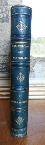 Corps humain - le, pileur)