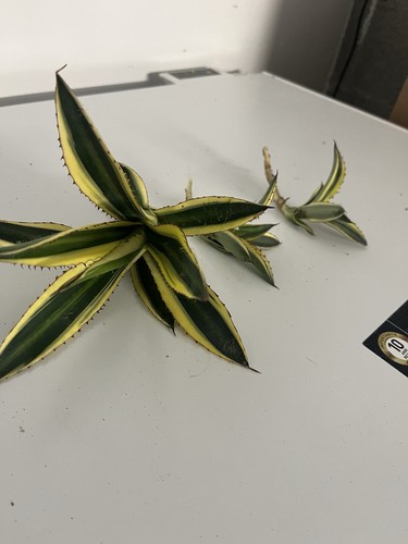 Agave panaché vert jaune - vert/jaune, –