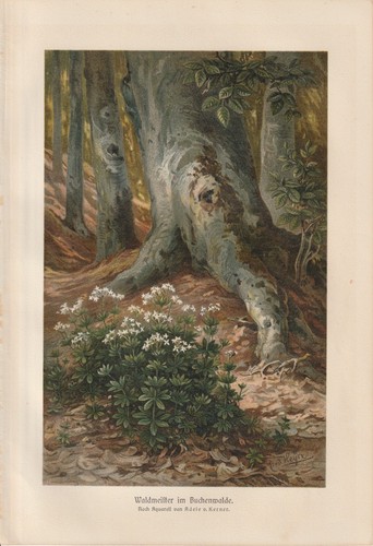 Muguet bois hêtre - muguet,