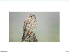 Animaux - Oiseaux - Rapaces -