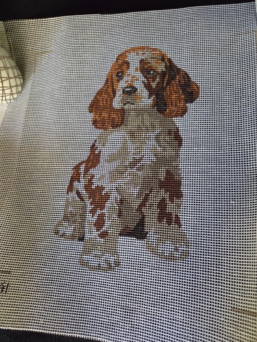Cavalier king charles spaniel - king,