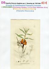 XVIII/XIX eme - L'ARGOUSIER (Hippophae Rh.) Flowers & Fruits Leaves - 1797/1841