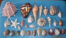 SHELLS SET OF 30 SHELLS FROM 74 to 167mm