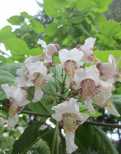 Catalpa de caroline - ♫,