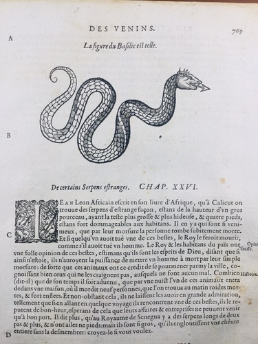 Salamandre 1614 herpétologie - salamandre,