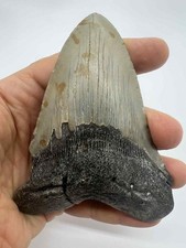 Dent de Carcharodon Mégalodon
