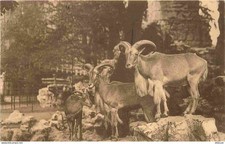 Animaux - Mouflons à