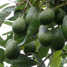 Persea americana 'Hass' -