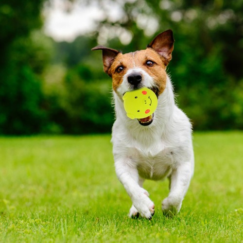 Jouet interactif chien pour - ,