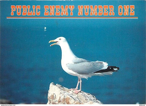 Carte postale animaux - postale,
