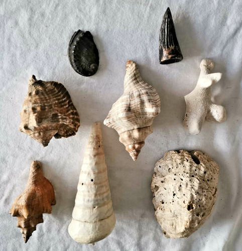 Lot coquillages divers - lot, 8