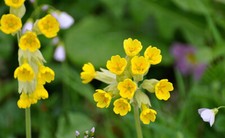 50 Graines De Coucou Primevere