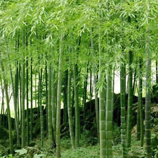 10 GRAINES DE PHYLLOSTACHYS