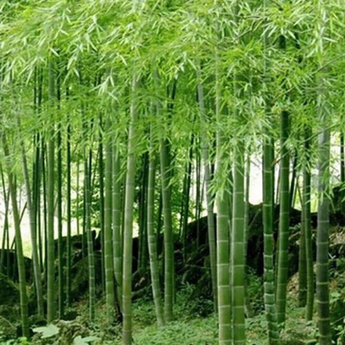 Graines phyllostachys - graines, de