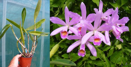 Cattlianthe meadii - cattlianthe,
