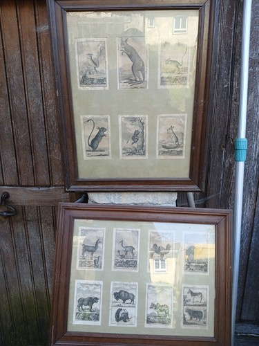 Gravures anciennes animaux - anciennes,