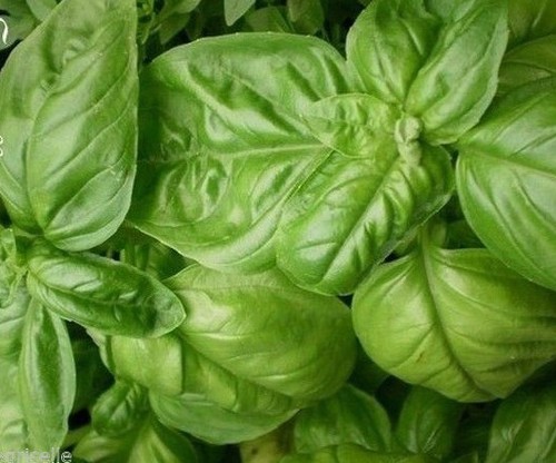 Basilic mammouth - ♫,