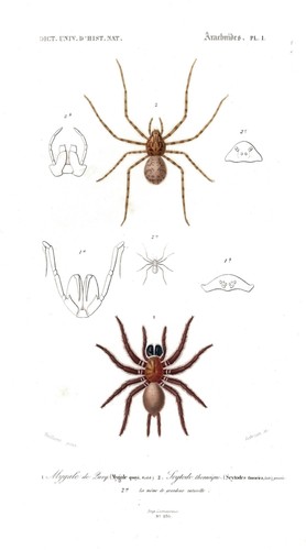 Mygale quoyi araignée insecte - mygale,