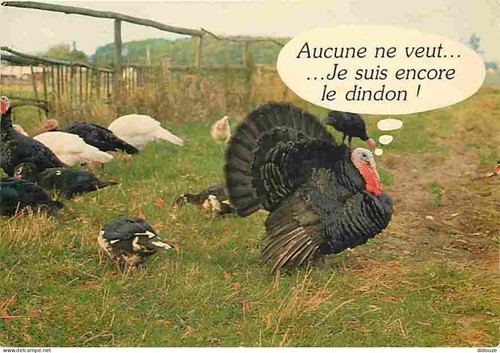 Carte postale animaux - postale,