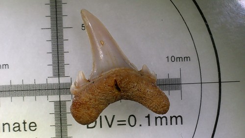 Shark tooth dent requin - tooth, de