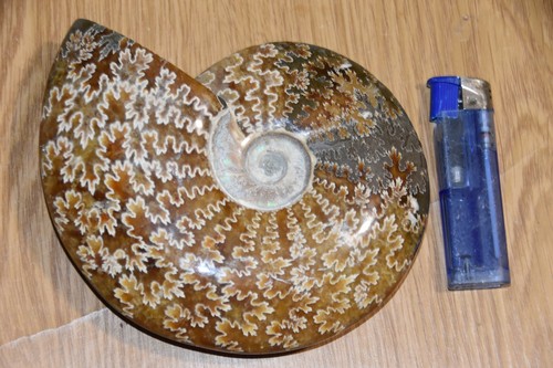 Rare très grande ammonite - très,