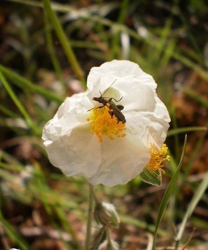 Coquelicot blanc froissé - coquelicot,