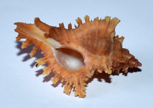 Sea shell coquillages - -,