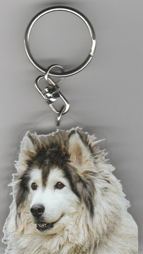 Alaskan malamute chien porte - malamute,