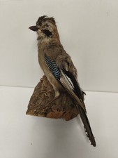 TAXIDERMIE VINTAGE ANCIENNE