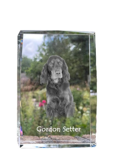 Gordon setter écossais - setter,,