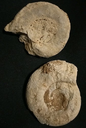 Lot fossiles ammonite - lot,