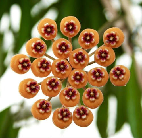 Hoya waymaniae fleur de - hoya,