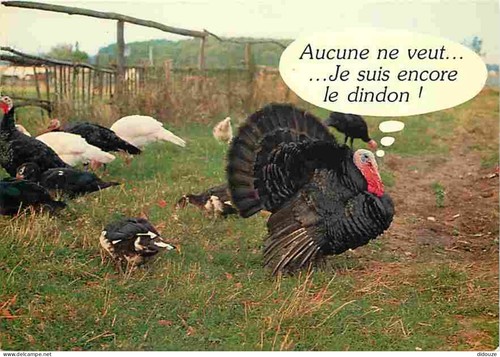 Carte postale animaux - -,