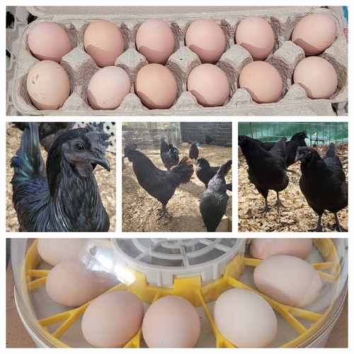 Ayam cemani chicken eggs very - ayam,